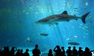 Ultimate Family Travel Guide: From Marine Wonders to Theme Park Thrills