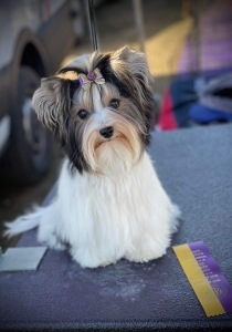 Discover the Joy of Teacup Yorkie Puppies and Biewer Terrier Puppies: A Complete Guide for Future Pet Parents