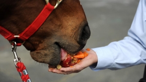 Nourishing Equine Companions – A Comprehensive Guide to Horse Food