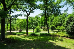 How Can Green Spaces Improves Air Quality?