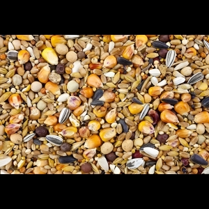Why Choosing The Right Bird Seed Is Essential For Happy And Healthy Birds