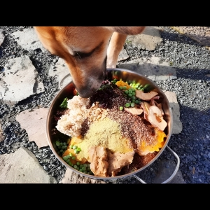 Why Vegan Dog Food Is Gaining Popularity Among Pet Owners