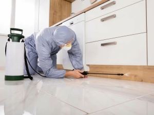 Professional Pest Control Services in Sneads Ferry NC: Protecting Homes, Businesses, and Peace of Mind