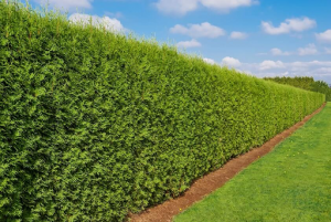 Privacy Trees