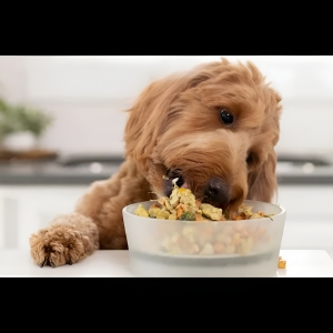 Cheap Dog Food: How To Feed Your Furry Friend Without Breaking The Bank