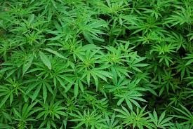 Emerging Opportunities and Future Outlook of the Global Cannabis Market Forecast 2022 – 2032