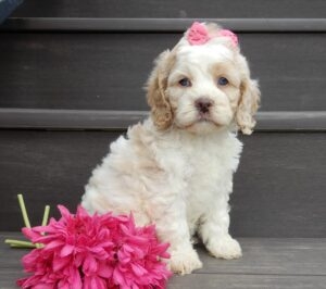 Finding Your Perfect Furry Friend: A Guide to Cockapoos for Sale Near Me