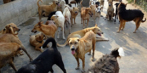 Delhi on Supreme Court’s Radar: Stray Dogs Must Go in 8 Weeks