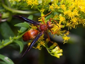 The Life Cycle of a Black Wasp in Texas