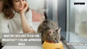 What Do Cats Like to Eat for Breakfast? 7 Feline-Approved Ideas