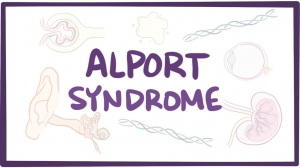 Alport Syndrome Market Size, Trends, and Growth Outlook 2025-2032