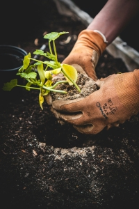Balcony Gardening in India: A Complete Guide to Creating Your Own Green Space