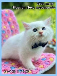 Red Flags When Buying Siberian Kittens: How to Avoid Puppy Mill Operations
