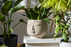 Indoor Gardening for Beginners: Step-by-Step Starter Kit Guide
