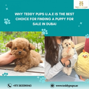 Why Teddy Pups U.A.E Is the Best Choice for Finding a Puppy for Sale in Dubai