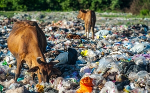 Plastic Pollution