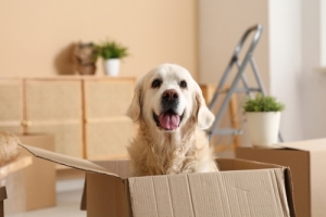 Summer Moving in Ottawa: Beating the Heat with Foosun’s Tips