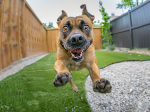 Professional Pet Waste Removal Services for a Cleaner, Healthier Environment