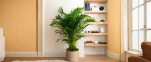 Areca Palm Care – A Complete Guide for Plant Lovers