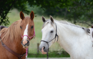 How to Choose the Right Joint Supplement for Horse