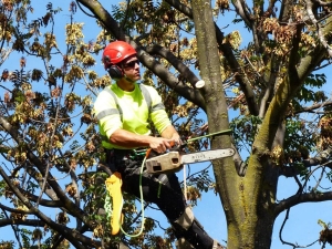 The Complete Guide to Expert Tree Service in Woodsboro MD: Why Choosing the Right Professionals Matters