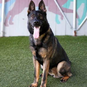 Four-Legged Bodyguards With Unconditional Loyalty Protocols!