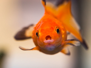 Can Poor Water Quality Really Cause Swim Bladder Problems in Goldfish