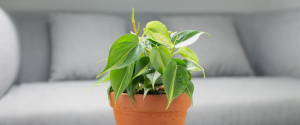 Philodendron White Wizard: Care Guide, Benefits & Growing Tips