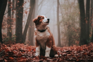 Cómo elegir la mejor alimentación para tu mascota según su edad