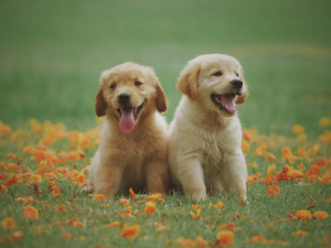 What Training Methods Work Best For Golden Retrievers?