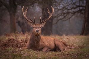 7 Common Mistakes To Avoid When Calling Whitetail Deer