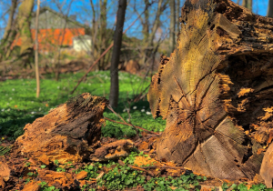 When to Call a Pro: Signs a Tree Should Be Removed Now