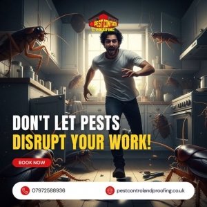 Belfast Pest Control and 24 Hour Commercial Services