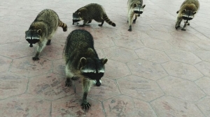 Emergency Raccoon Removal Near Me | Protect Home & Family