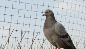 How Can Bird Repellent in Melbourne Help Protect Your Property?