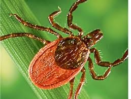 Are Ticks a Real Threat for Tourists in Scotland?