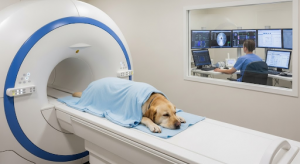 How a Veterinary Neurologist Can Help Treat Brain and Spine Disorders in Dogs