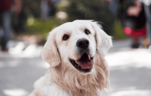 When to Use Collagen Supplements for Dog Injuries