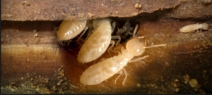 Are These Tiny Baby Termites or Ant Larvae?