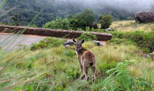 Top Wildlife Sanctuaries in Kerala for Nature Lovers