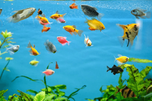 Everything You Need to Know About a Fish Tank: Uses, Advantages, and Disadvantages