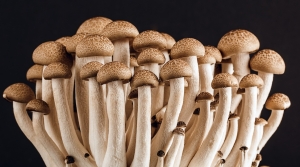Unlocking the Power of Mushrooms: A Complete Guide to Health, Nutrition, and Sustainable Farming