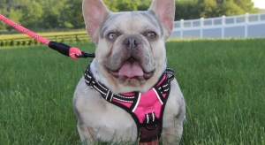 How to Find a Reputable French Bulldog Breeder for Fluffy French Bulldog Puppies