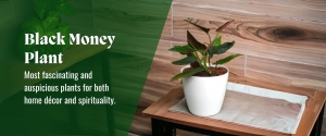 Black Money Plant: Care, Vastu Benefits & Complete Guide