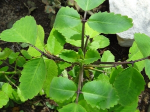 How Can Bryophyllum Pinnatum Improve Your Health in Today’s World?