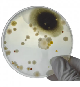 Protecting Your Investment and Health: Why Commercial Mold Testing in Los Angeles is Essential