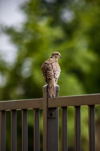 Protecting Your Investment: Why Gloucester County Fencing Needs Year-Round Maintenance