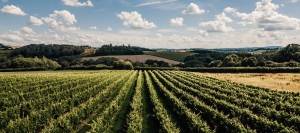 Stars and Vines: The Ultimate Countryside Luxury Lodges Escape in Herefordshire