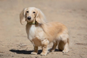 Miniature Dotson Puppies: The Best Small Dog for City Life!