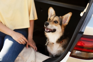 Unlocking the Secrets of Stress-Free Pet Relocation